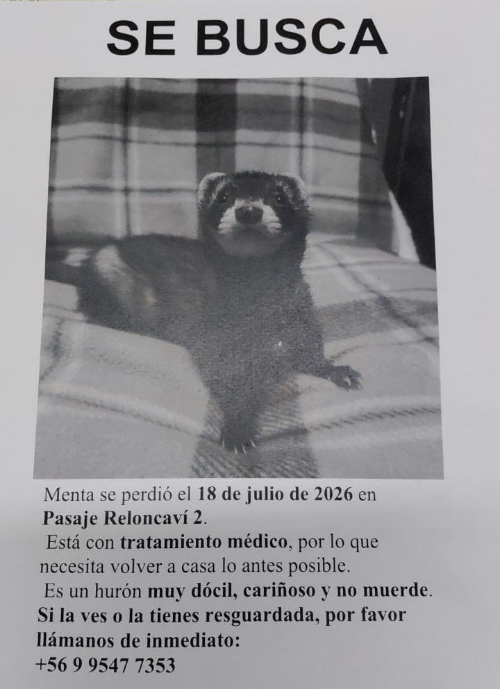 Ayúdanos a encontrar a "Menta",  un hurón perdido de Ciudad Satélite