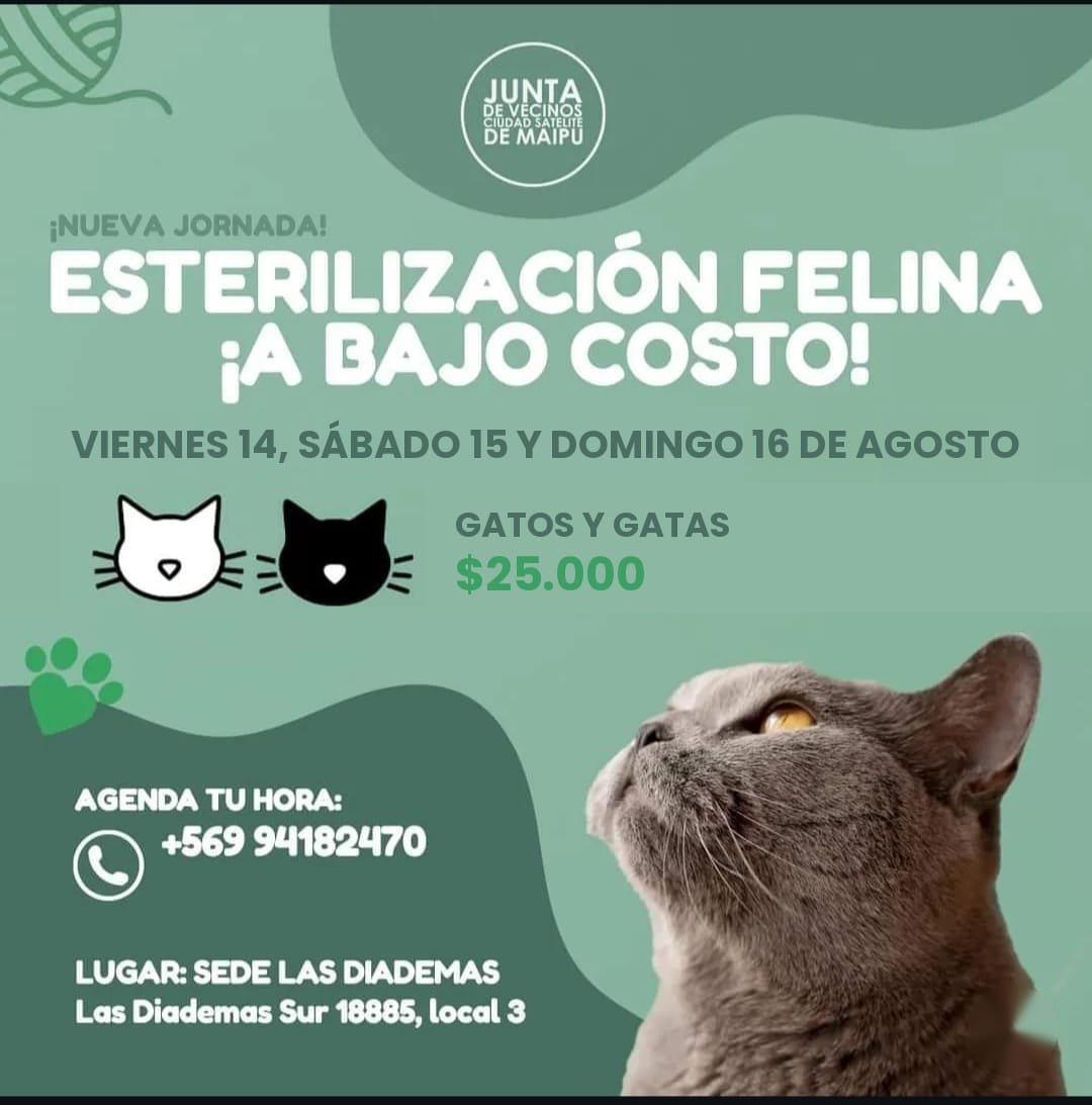 Jornada de Esterilización Felina a bajo costo en sede